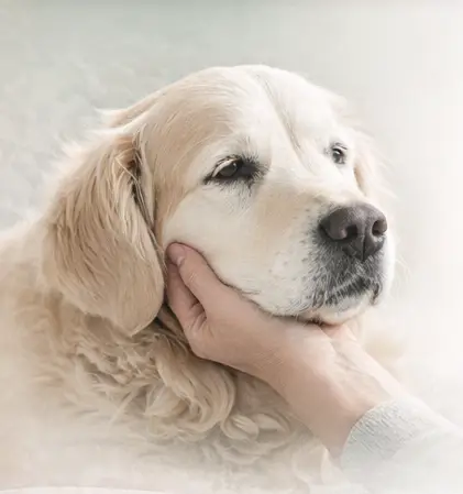 golden-retriever-at-home-peaceful