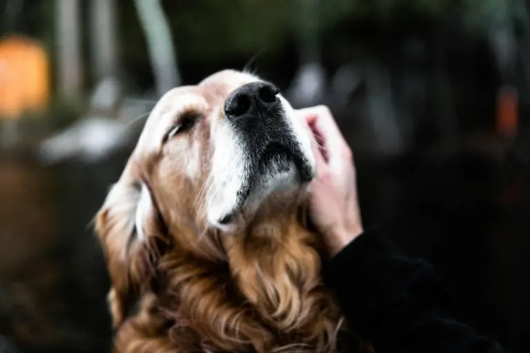 Geriatric-Pet-Euthanasia-At-Home