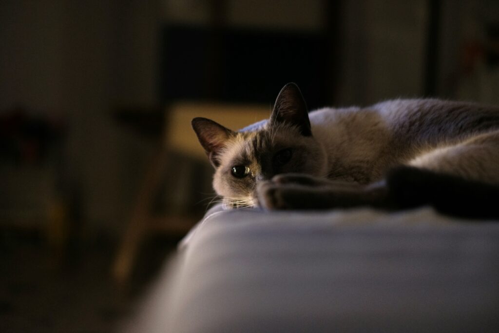 cat euthanasia services