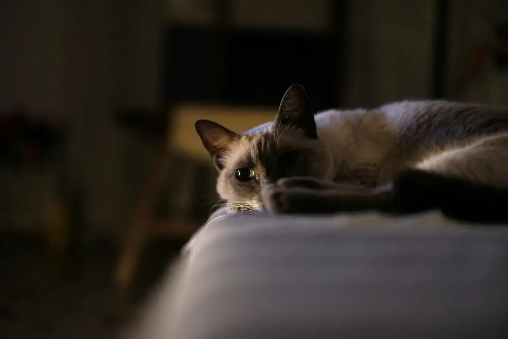 cat euthanasia services
